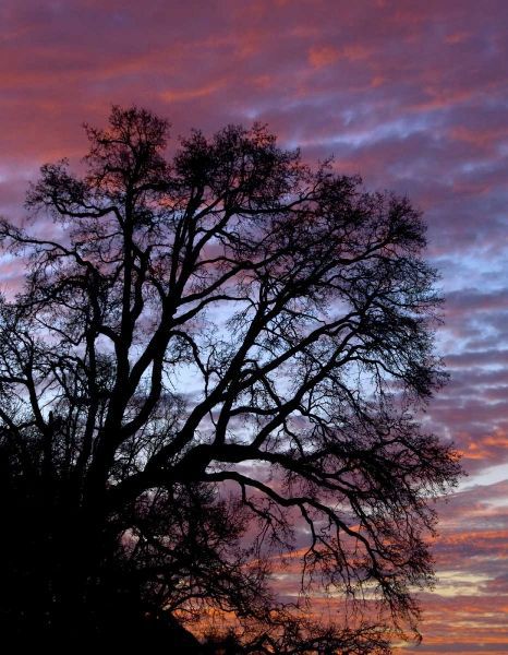 OR, Multnomah Co, Silhouette of oak at sunrise